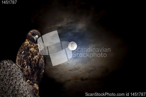 Image of Galapagos Hawk at night