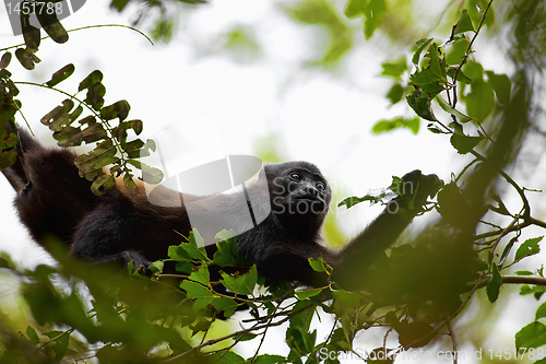 Image of A Howler monkey