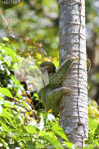 Image of A Three-toed Sloth