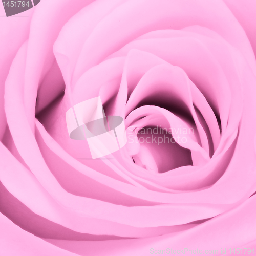 Image of pink rose close up