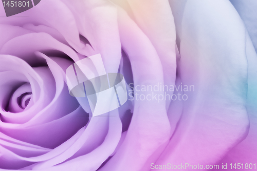 Image of multicolor rose