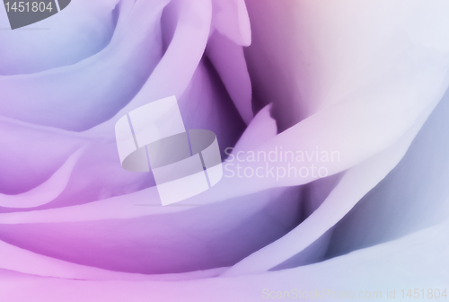 Image of multicolor rose