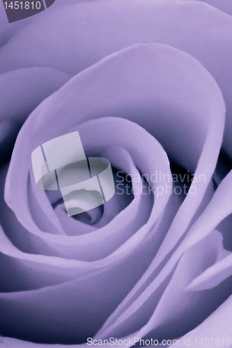Image of violet rose close up