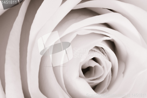 Image of white rose close up
