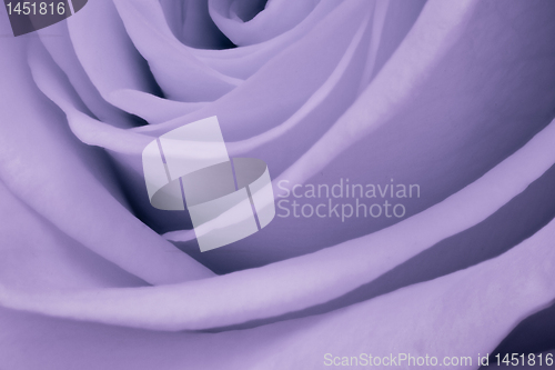 Image of violet rose close up
