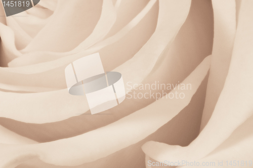 Image of white rose close up