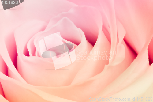 Image of multicolor rose