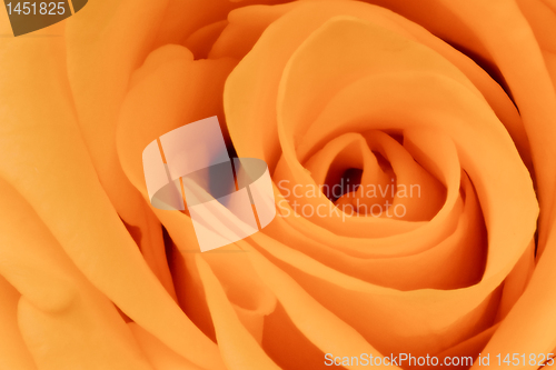 Image of orange rose close up