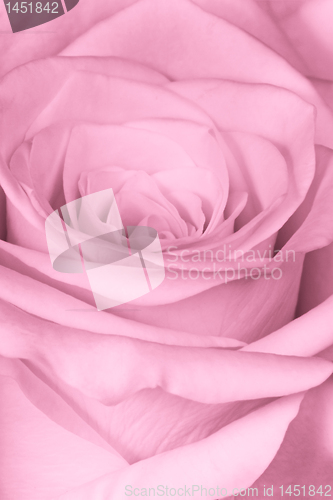 Image of pink rose close up