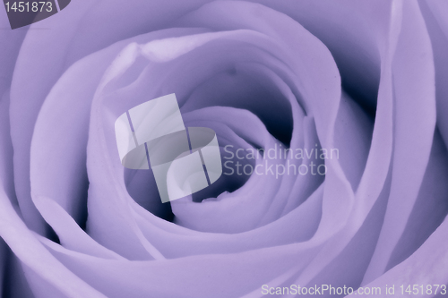 Image of violet rose close up