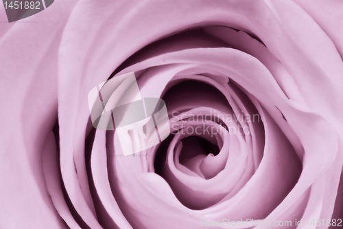 Image of violet rose close up