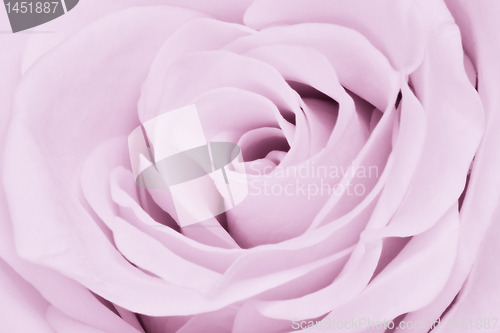 Image of violet rose close up