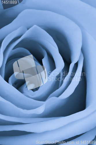 Image of blue rose close up