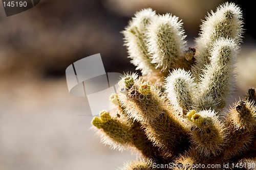 Image of cactus detail