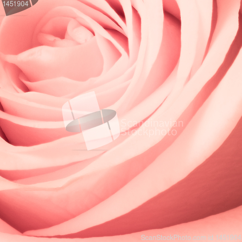 Image of pink rose close up