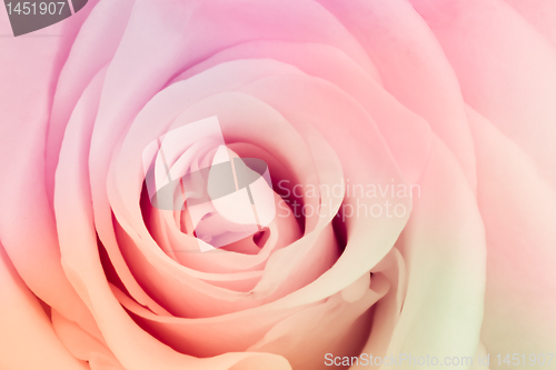 Image of multicolor rose