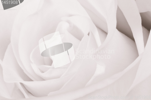 Image of white rose close up