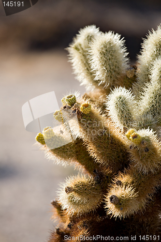 Image of cactus closeup vertical version