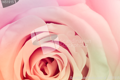 Image of multicolor rose