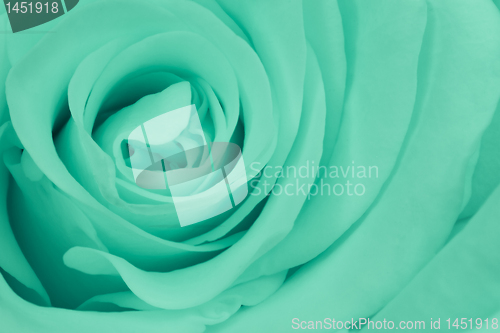 Image of green rose close up