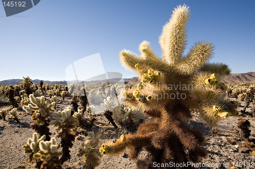 Image of cacti field