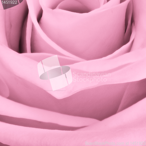 Image of pink rose close up