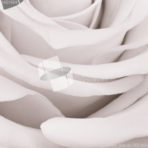 Image of white rose close up