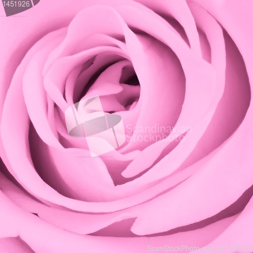 Image of pink rose close up