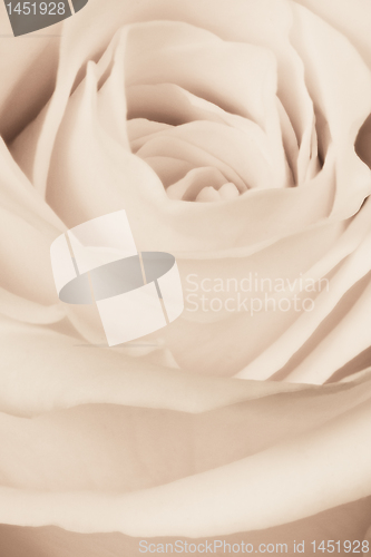 Image of white rose close up