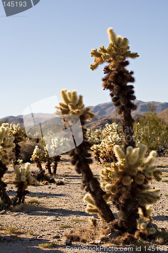 Image of cactus in joshua tree national park