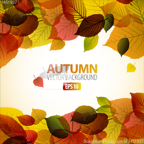 Image of Vector Autumn abstract background with colorful leafs