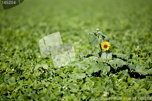 Image of sunflower