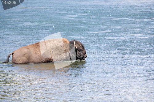 Image of bison crossing river in yellowstone