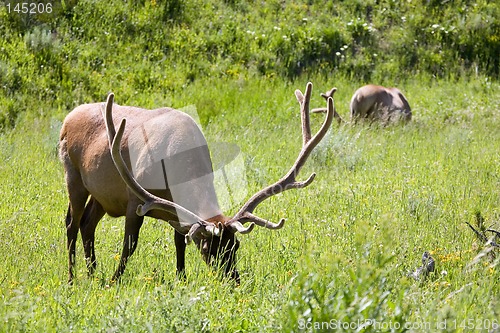 Image of elk in yellowstone