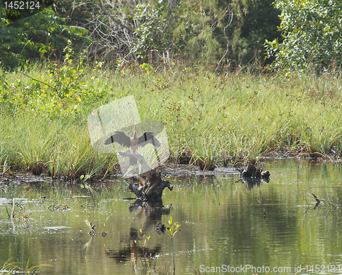 Image of African Darter drying wings