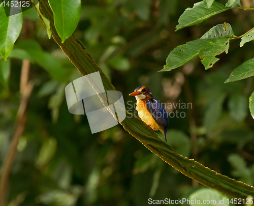 Image of African Pygmy Kingfisher