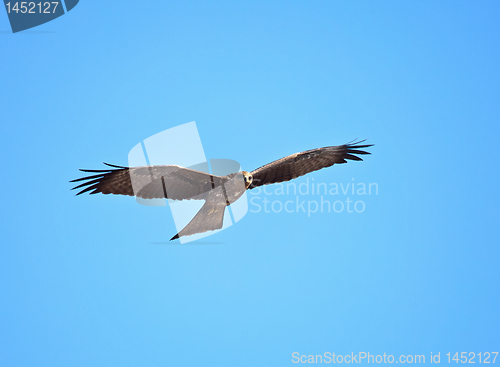Image of Black Kite