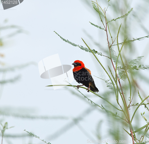 Image of Black-winged Red Bishop