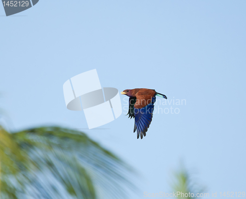 Image of Broad-billed Roller and Palms