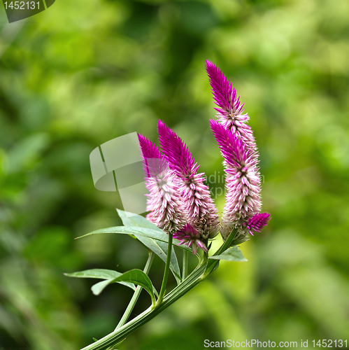 Image of Celosia argentea