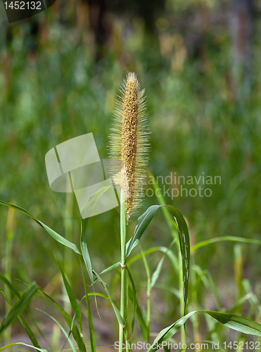 Image of Couscous