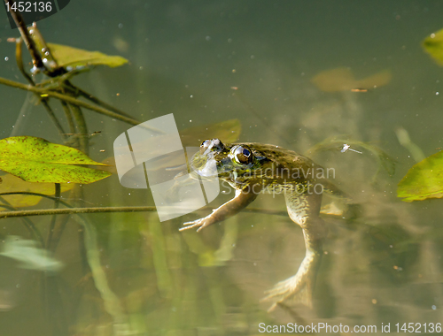 Image of Frog Floating
