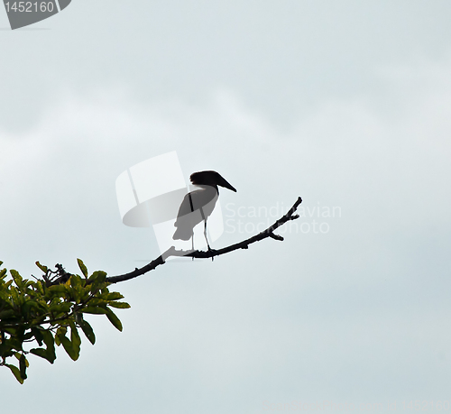 Image of Hamerkop Silhouette