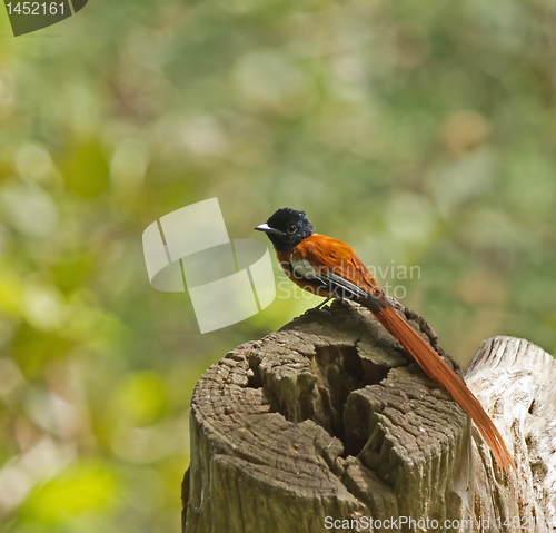 Image of Hybrid Red-bellied X African Paradise Flycatcher