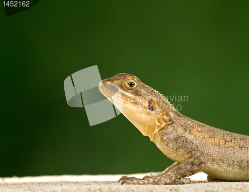 Image of Lizard head and front legs