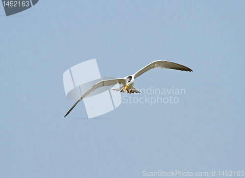 Image of Royal Tern