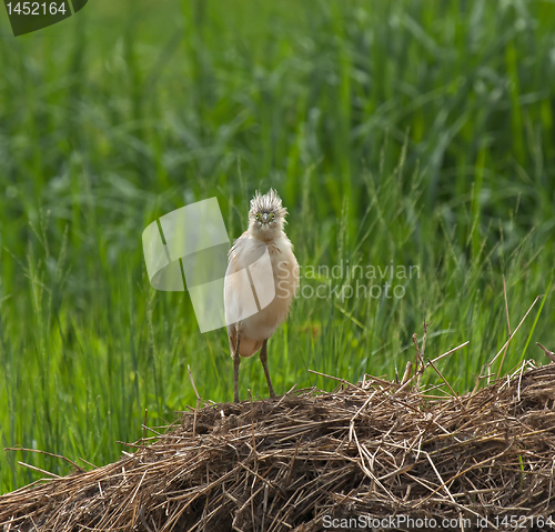 Image of Squacco Heron full face