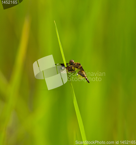 Image of St. Lucia Widow Dragonfly