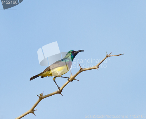 Image of Variable Sunbird