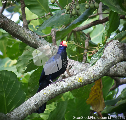 Image of Violet Turaco